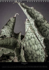 Calendar 2026 with pictures of sansevieria, snake plant,  for sale by TOMS FLOWer CLUB, made by Swiss photographer TOMAS RODAK.