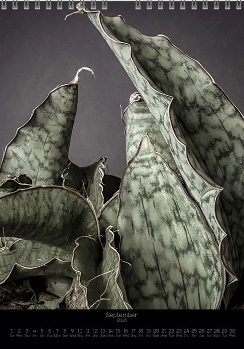 Calendar 2026 with pictures of sansevieria, snake plant,  for sale by TOMS FLOWer CLUB, made by Swiss photographer TOMAS RODAK.