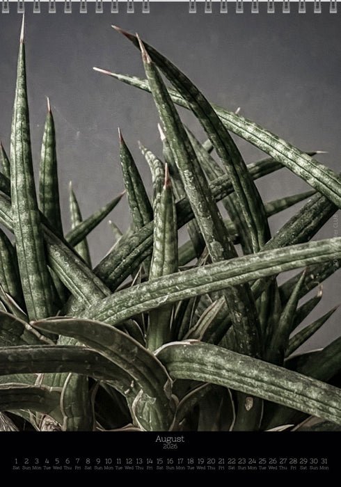 Calendar 2026 with pictures of sansevieria, snake plant,  for sale by TOMS FLOWer CLUB, made by Swiss photographer TOMAS RODAK.