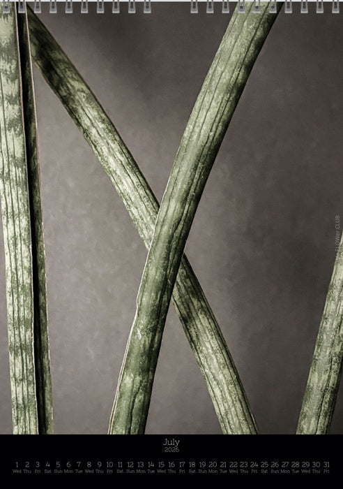 Calendar 2026 with pictures of sansevieria, snake plant,  for sale by TOMS FLOWer CLUB, made by Swiss photographer TOMAS RODAK.
