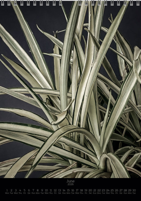 Calendar 2026 with pictures of sansevieria, snake plant,  for sale by TOMS FLOWer CLUB, made by Swiss photographer TOMAS RODAK.