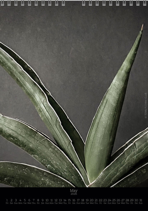 Calendar 2026 with pictures of sansevieria, snake plant,  for sale by TOMS FLOWer CLUB, made by Swiss photographer TOMAS RODAK.