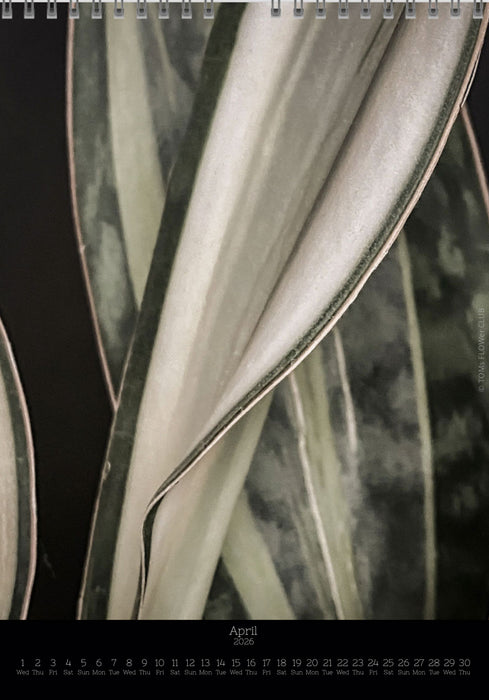 Calendar 2026 with pictures of sansevieria, snake plant,  for sale by TOMS FLOWer CLUB, made by Swiss photographer TOMAS RODAK.