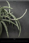 Calendar 2026 with pictures of sansevieria, snake plant,  for sale by TOMS FLOWer CLUB, made by Swiss photographer TOMAS RODAK.