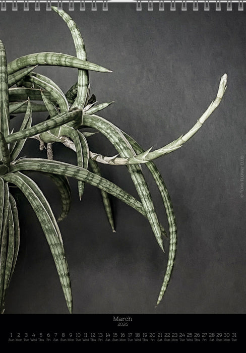 Calendar 2026 with pictures of sansevieria, snake plant,  for sale by TOMS FLOWer CLUB, made by Swiss photographer TOMAS RODAK.