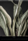Calendar 2026 with pictures of sansevieria, snake plant,  for sale by TOMS FLOWer CLUB, made by Swiss photographer TOMAS RODAK.
