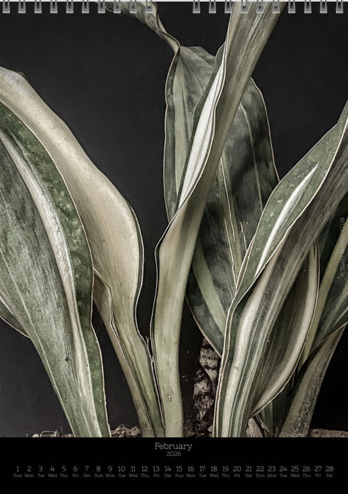 Calendar 2026 with pictures of sansevieria, snake plant,  for sale by TOMS FLOWer CLUB, made by Swiss photographer TOMAS RODAK.