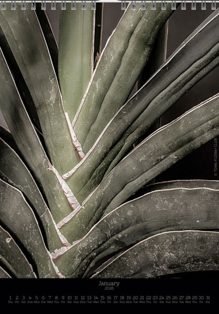 Calendar 2026 with pictures of sansevieria, snake plant,  for sale by TOMS FLOWer CLUB, made by Swiss photographer TOMAS RODAK.