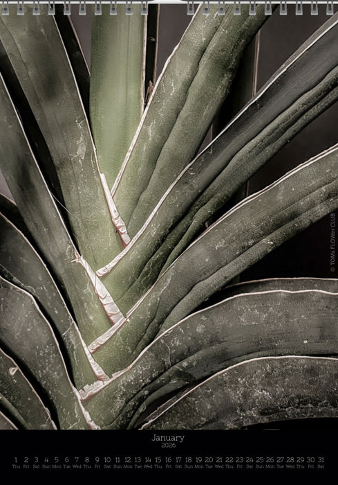 Calendar 2026 with pictures of sansevieria, snake plant,  for sale by TOMS FLOWer CLUB, made by Swiss photographer TOMAS RODAK.