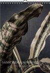 Calendar 2026 with pictures of sansevieria, snake plant,  for sale by TOMS FLOWer CLUB, made by Swiss photographer TOMAS RODAK.