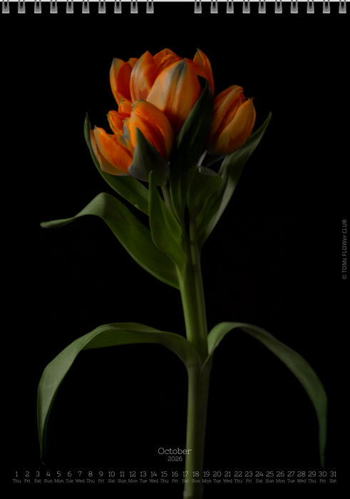 Calendar 2026 made by Swiss photographer TOMAS RODAK with a tulip flower offered for sale at TOMs FLOWer CLUB. 