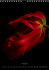 Calendar 2026 made by Swiss photographer TOMAS RODAK with a tulip flower offered for sale at TOMs FLOWer CLUB. 