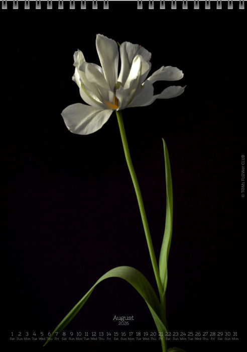 Calendar 2026 made by Swiss photographer TOMAS RODAK with a tulip flower offered for sale at TOMs FLOWer CLUB. 