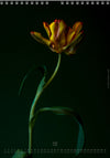 Calendar 2026 made by Swiss photographer TOMAS RODAK with a tulip flower offered for sale at TOMs FLOWer CLUB. 