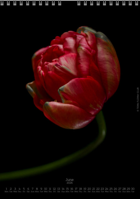 Calendar 2026 made by Swiss photographer TOMAS RODAK with a tulip flower offered for sale at TOMs FLOWer CLUB. 
