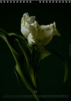 Calendar 2026 made by Swiss photographer TOMAS RODAK with a tulip flower offered for sale at TOMs FLOWer CLUB. 