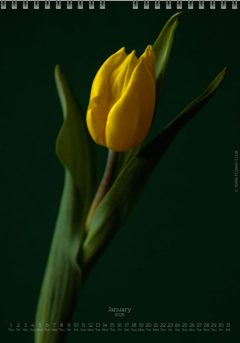 Calendar 2026 made by Swiss photographer TOMAS RODAK with a tulip flower offered for sale at TOMs FLOWer CLUB. 