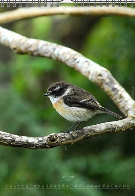 Tomas Rodak, Calendar 2026, Wandkalender 2026, TREE, TREES, BÄUME, BAUM, storm, stormy, arboretum, Tenerife, Anage mountains, Kalendar, New year, neues Jahr, Neujahr, Kalendar, for sale by TOMs FLOWer CLUB