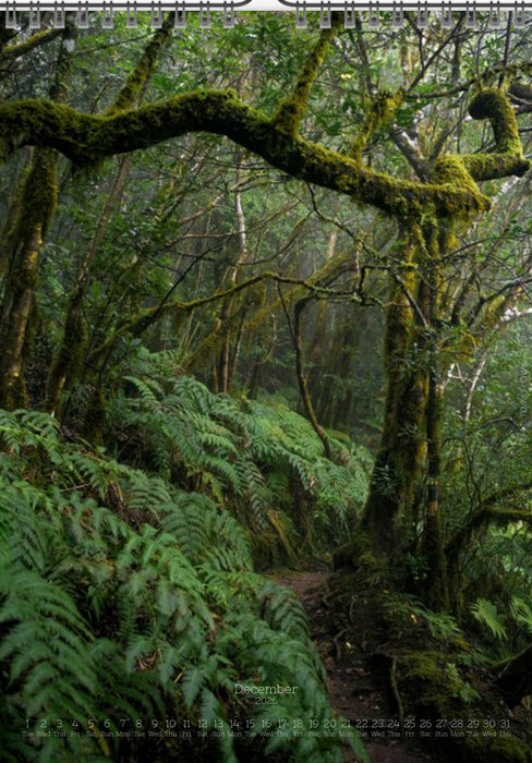 Tomas Rodak, Calendar 2026, Wandkalender 2026, TREE, TREES, BÄUME, BAUM, storm, stormy, arboretum, Tenerife, Anage mountains, Kalendar, New year, neues Jahr, Neujahr, Kalendar, for sale by TOMs FLOWer CLUB