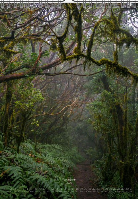 Tomas Rodak, Calendar 2026, Wandkalender 2026, TREE, TREES, BÄUME, BAUM, storm, stormy, arboretum, Tenerife, Anage mountains, Kalendar, New year, neues Jahr, Neujahr, Kalendar, for sale by TOMs FLOWer CLUB