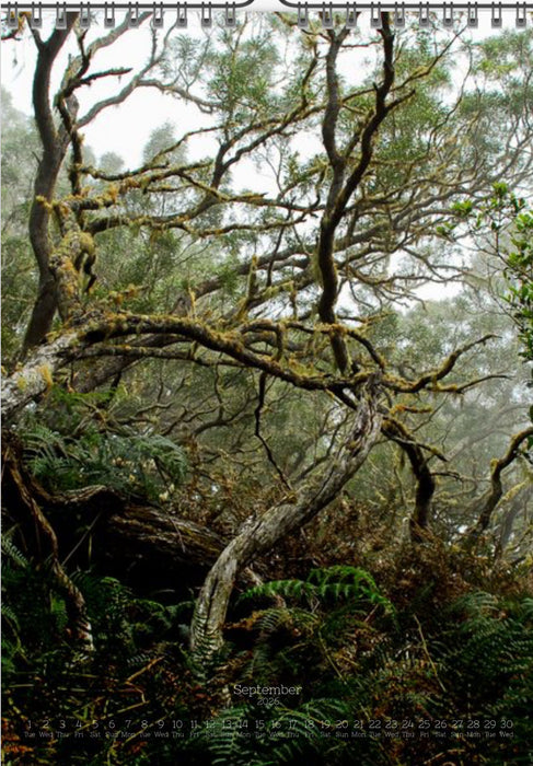 Tomas Rodak, Calendar 2026, Wandkalender 2026, TREE, TREES, BÄUME, BAUM, storm, stormy, arboretum, Tenerife, Anage mountains, Kalendar, New year, neues Jahr, Neujahr, Kalendar, for sale by TOMs FLOWer CLUB