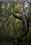 Tomas Rodak, Calendar 2026, Wandkalender 2026, TREE, TREES, BÄUME, BAUM, storm, stormy, arboretum, Tenerife, Anage mountains, Kalendar, New year, neues Jahr, Neujahr, Kalendar, for sale by TOMs FLOWer CLUB