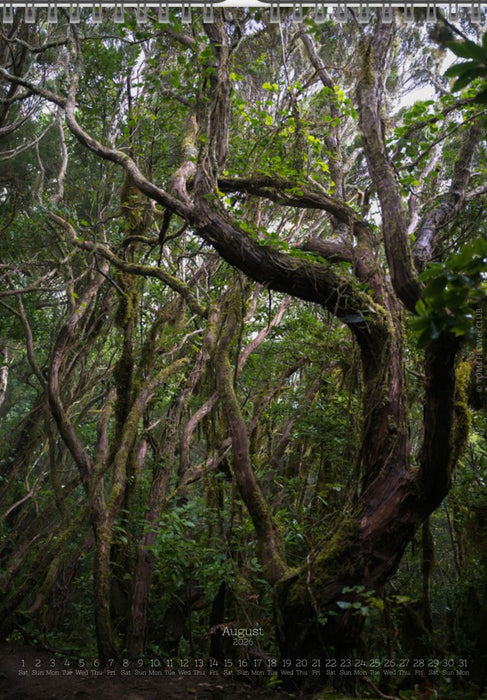 Tomas Rodak, Calendar 2026, Wandkalender 2026, TREE, TREES, BÄUME, BAUM, storm, stormy, arboretum, Tenerife, Anage mountains, Kalendar, New year, neues Jahr, Neujahr, Kalendar, for sale by TOMs FLOWer CLUB