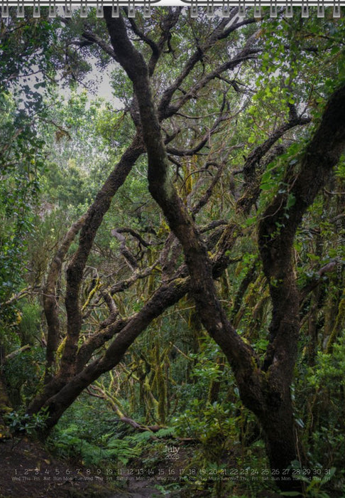 Tomas Rodak, Calendar 2026, Wandkalender 2026, TREE, TREES, BÄUME, BAUM, storm, stormy, arboretum, Tenerife, Anage mountains, Kalendar, New year, neues Jahr, Neujahr, Kalendar, for sale by TOMs FLOWer CLUB