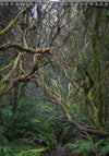 Tomas Rodak, Calendar 2026, Wandkalender 2026, TREE, TREES, BÄUME, BAUM, storm, stormy, arboretum, Tenerife, Anage mountains, Kalendar, New year, neues Jahr, Neujahr, Kalendar, for sale by TOMs FLOWer CLUB