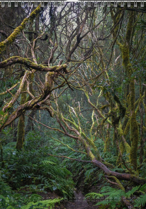 Tomas Rodak, Calendar 2026, Wandkalender 2026, TREE, TREES, BÄUME, BAUM, storm, stormy, arboretum, Tenerife, Anage mountains, Kalendar, New year, neues Jahr, Neujahr, Kalendar, for sale by TOMs FLOWer CLUB