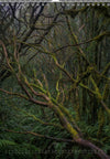 Tomas Rodak, Calendar 2026, Wandkalender 2026, TREE, TREES, BÄUME, BAUM, storm, stormy, arboretum, Tenerife, Anage mountains, Kalendar, New year, neues Jahr, Neujahr, Kalendar, for sale by TOMs FLOWer CLUB