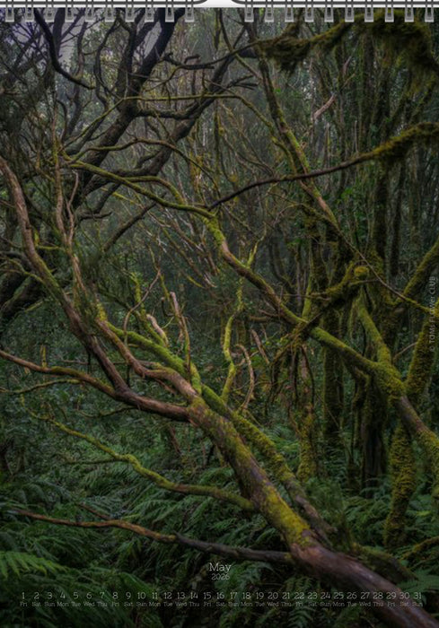 Tomas Rodak, Calendar 2026, Wandkalender 2026, TREE, TREES, BÄUME, BAUM, storm, stormy, arboretum, Tenerife, Anage mountains, Kalendar, New year, neues Jahr, Neujahr, Kalendar, for sale by TOMs FLOWer CLUB