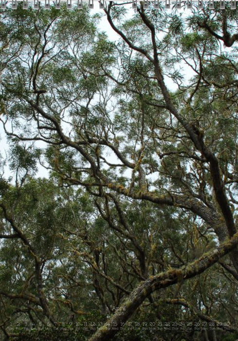 Tomas Rodak, Calendar 2026, Wandkalender 2026, TREE, TREES, BÄUME, BAUM, storm, stormy, arboretum, Tenerife, Anage mountains, Kalendar, New year, neues Jahr, Neujahr, Kalendar, for sale by TOMs FLOWer CLUB