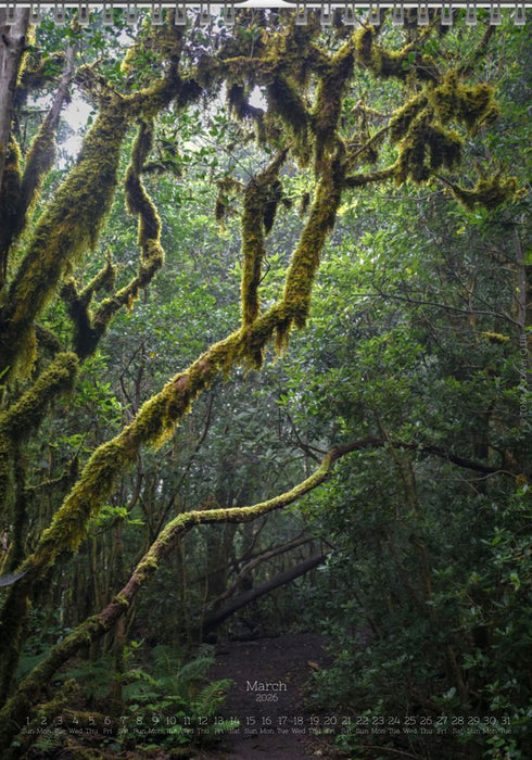 Tomas Rodak, Calendar 2026, Wandkalender 2026, TREE, TREES, BÄUME, BAUM, storm, stormy, arboretum, Tenerife, Anage mountains, Kalendar, New year, neues Jahr, Neujahr, Kalendar, for sale by TOMs FLOWer CLUB
