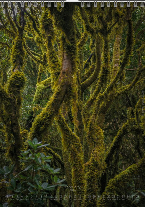Tomas Rodak, Calendar 2026, Wandkalender 2026, TREE, TREES, BÄUME, BAUM, storm, stormy, arboretum, Tenerife, Anage mountains, Kalendar, New year, neues Jahr, Neujahr, Kalendar, for sale by TOMs FLOWer CLUB