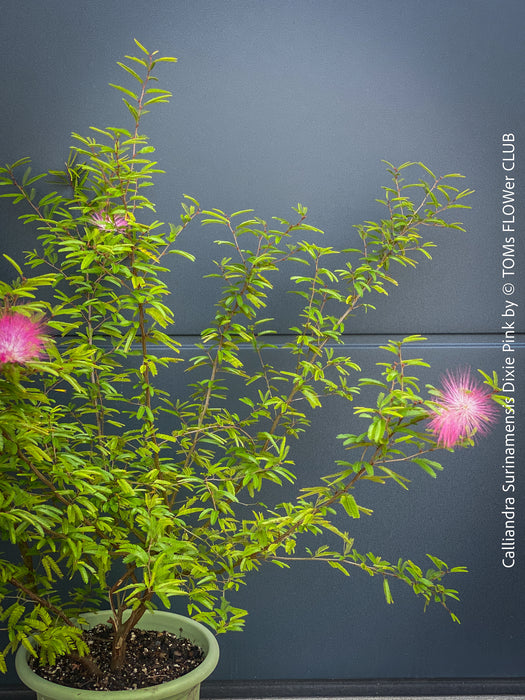 Calliandra Surinamensis Dixie Pink - Powderpuff Tree, organically grown tropical plants for sale at TOMs FLOWer CLUB.