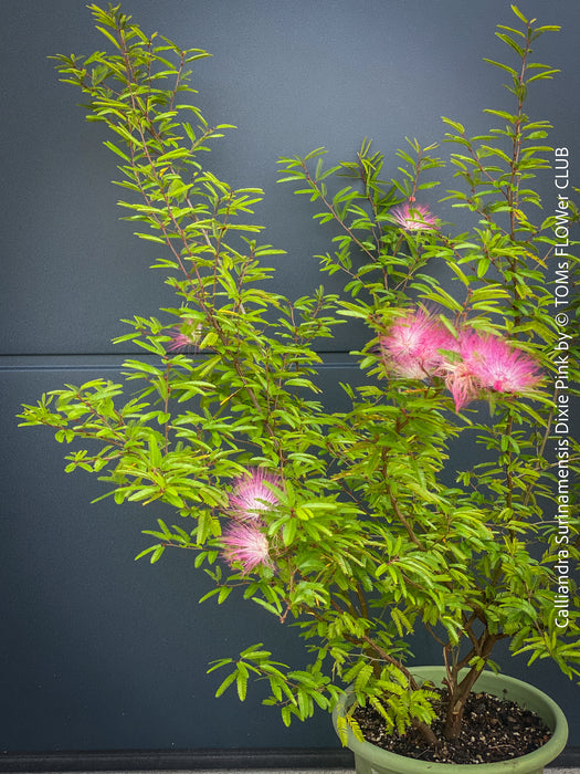 Calliandra Surinamensis Dixie Pink - Powderpuff Tree, organically grown tropical plants for sale at TOMs FLOWer CLUB.