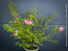 Calliandra Surinamensis Dixie Pink - Powderpuff Tree, organically grown tropical plants for sale at TOMs FLOWer CLUB.