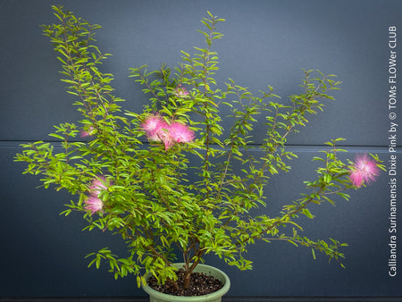 Calliandra Surinamensis Dixie Pink - Powderpuff Tree, organically grown tropical plants for sale at TOMs FLOWer CLUB.