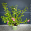 Calliandra Surinamensis Dixie Pink - Powderpuff Tree, organically grown tropical plants for sale at TOMs FLOWer CLUB.