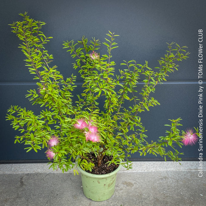 Calliandra Surinamensis Dixie Pink - Powderpuff Tree, organically grown tropical plants for sale at TOMs FLOWer CLUB.