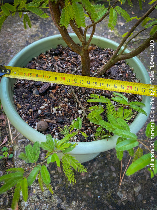 Calliandra Surinamensis Dixie Pink - Powderpuff Tree, organically grown tropical plants for sale at TOMs FLOWer CLUB.