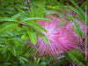 Calliandra Surinamensis Dixie Pink - Powderpuff Tree, organically grown tropical plants for sale at TOMs FLOWer CLUB.