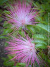 Calliandra Surinamensis Dixie Pink - Powderpuff Tree, organically grown tropical plants for sale at TOMs FLOWer CLUB.