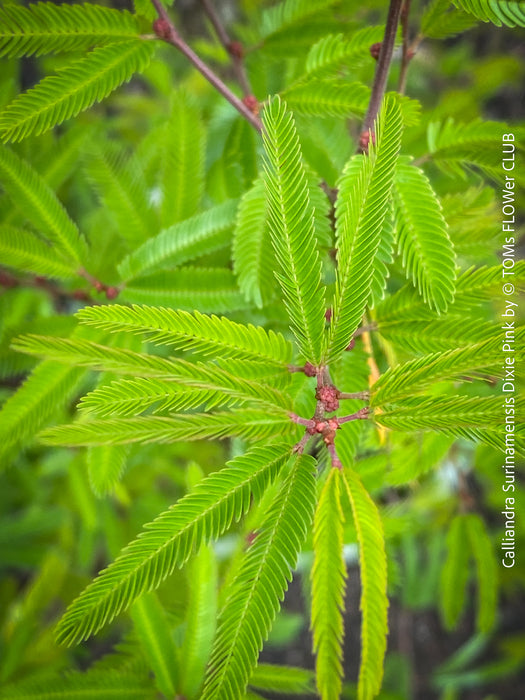 Calliandra Surinamensis Dixie Pink - Powderpuff Tree, organically grown tropical plants for sale at TOMs FLOWer CLUB.