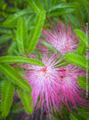 Calliandra Surinamensis Dixie Pink - Powderpuff Tree, organically grown tropical plants for sale at TOMs FLOWer CLUB.