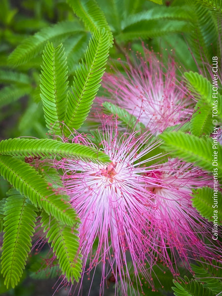 Calliandra Surinamensis Dixie Pink - Powderpuff Tree, organically grown tropical plants for sale at TOMs FLOWer CLUB.