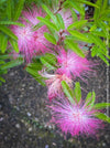 Calliandra Surinamensis Dixie Pink - Powderpuff Tree, organically grown tropical plants for sale at TOMs FLOWer CLUB.