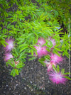 Calliandra Surinamensis Dixie Pink - Powderpuff Tree, organically grown tropical plants for sale at TOMs FLOWer CLUB.