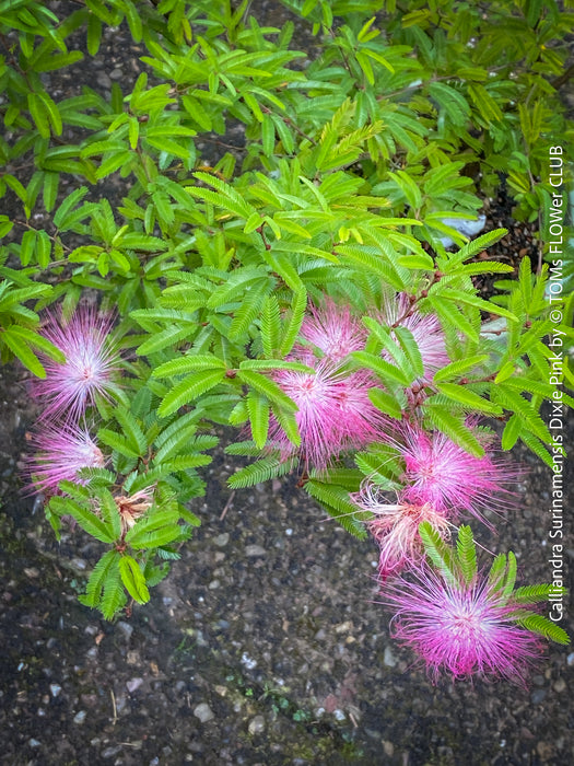 Calliandra Surinamensis Dixie Pink - Powderpuff Tree, organically grown tropical plants for sale at TOMs FLOWer CLUB.